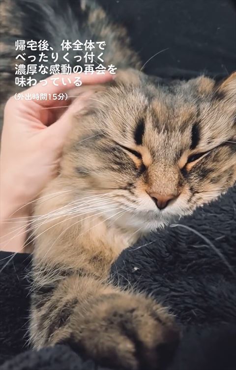 耳さわられる猫ちゃん