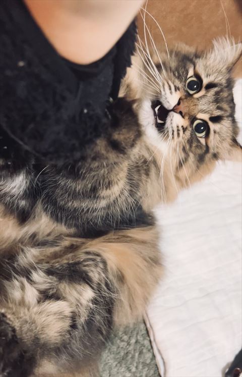 口あけてる猫ちゃん