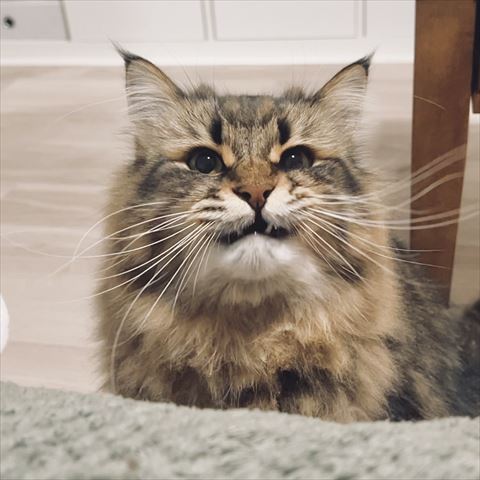 ニヤっとしてる猫