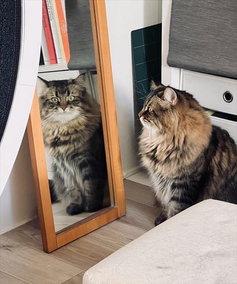 鏡を見てる猫