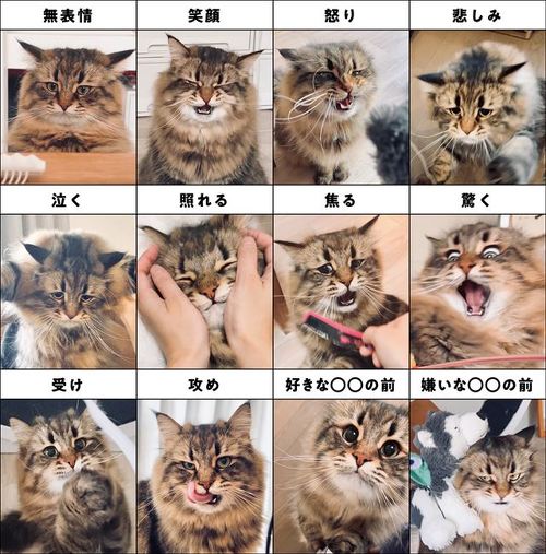 いろいろな表情の猫