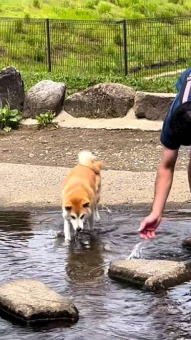 柴犬 まりちゃん 水苦手