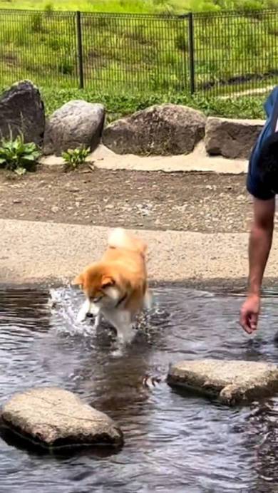 柴犬 まりちゃん 水苦手