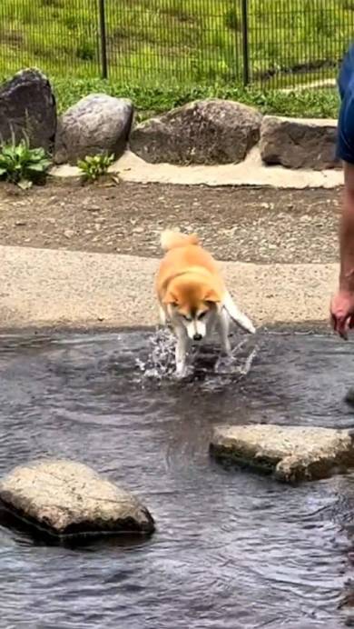 柴犬 まりちゃん 水苦手