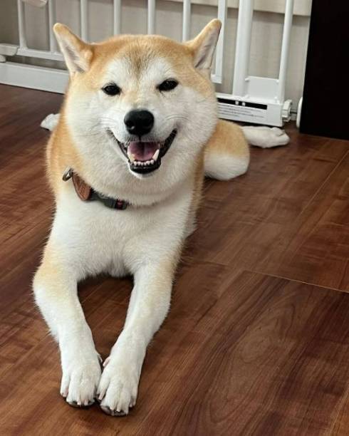 柴犬 まりちゃん 水苦手