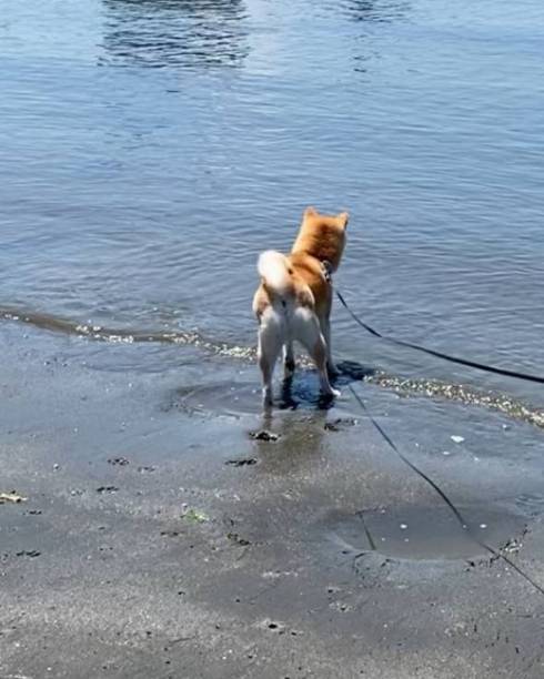 柴犬 まりちゃん 水苦手