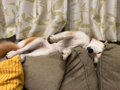 柴犬 まりちゃん 水苦手