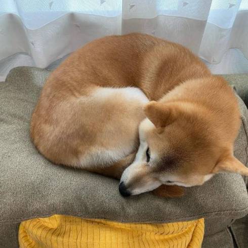 柴犬 まりちゃん 水苦手