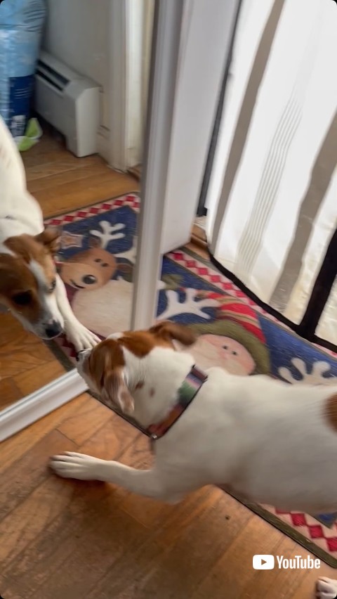 鏡にけん制する犬