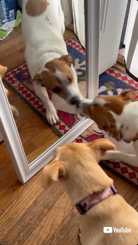 鏡に集まる犬たち