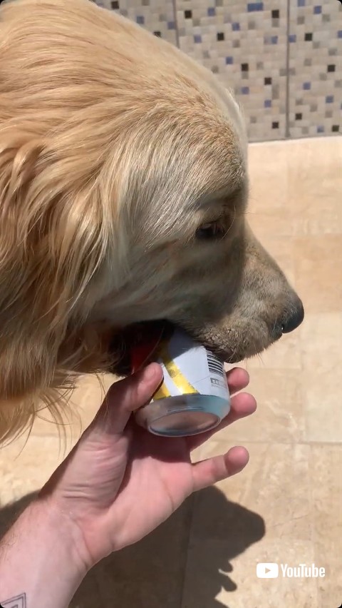 ビールを渡す犬