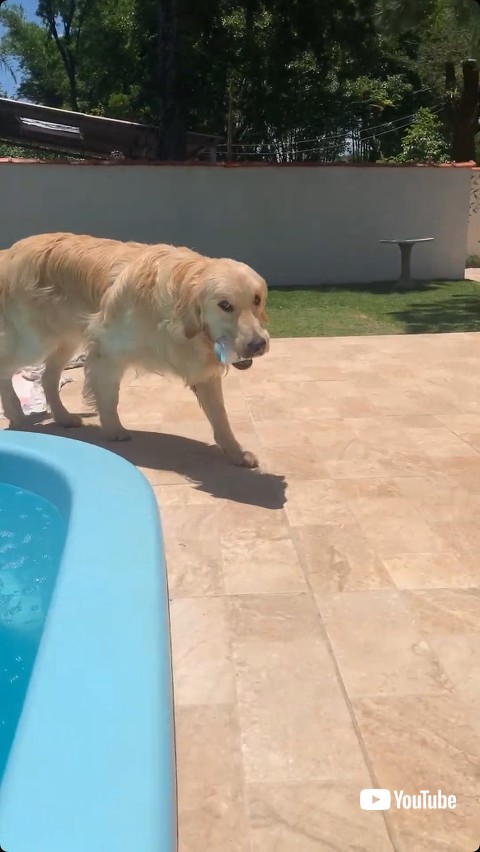 ビールを運ぶ犬