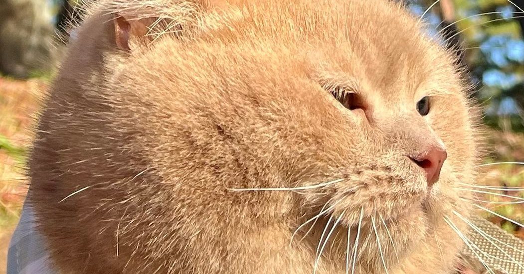 「こんな綺麗にまん丸な子おる?!」　月やフグのような猫ちゃんの奇跡の1枚に「めちゃくちゃ可愛い」「癒やされた」の声 | ねとらぼ