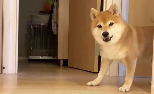 お留守番わんこ