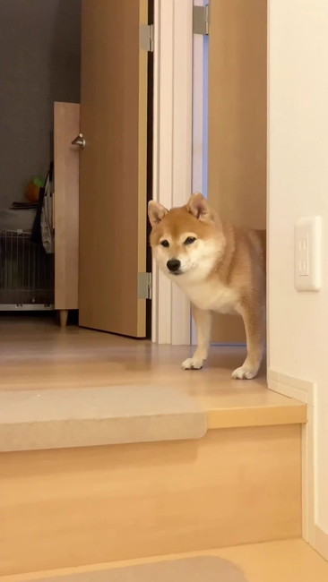 固まる柴犬