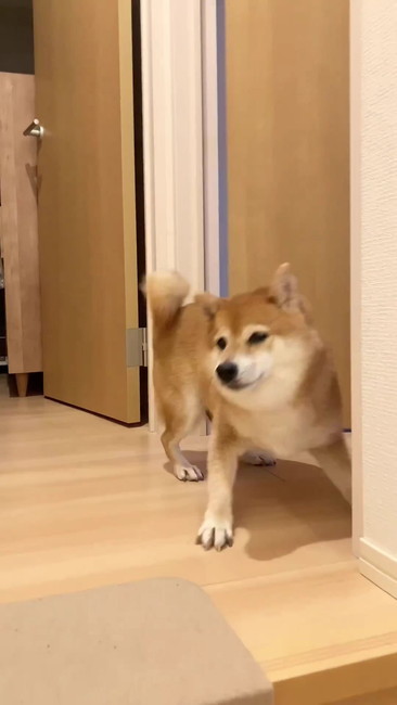 戻って来た柴犬