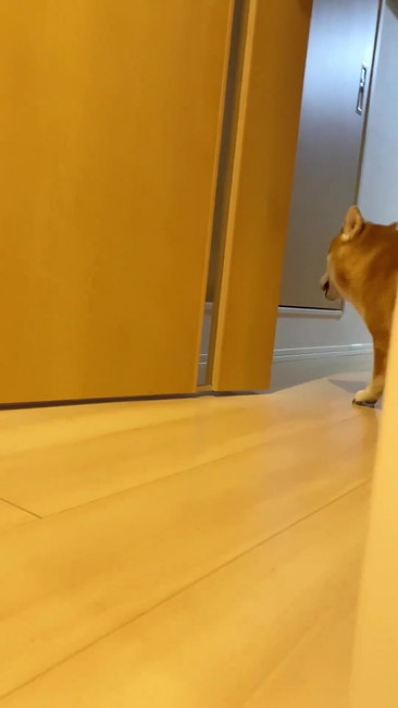 あきらめた柴犬
