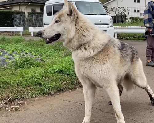 かっこいいアップ