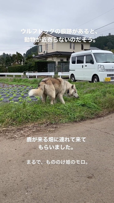 畑の匂い嗅ぐ