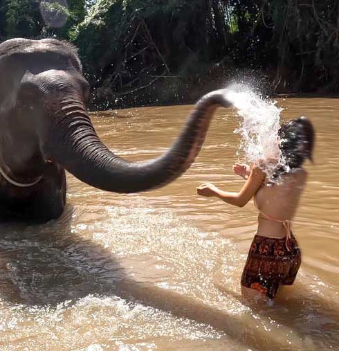 タイ インスタ映え ゾウ 美女 理想 現実 写真