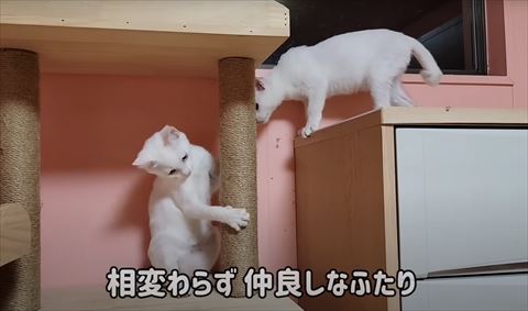 相変わらず仲良しテロップ