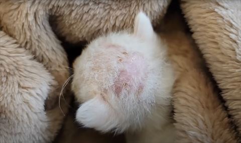 頭アップ子猫