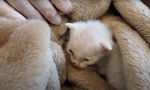 毛布にいる子猫の顔