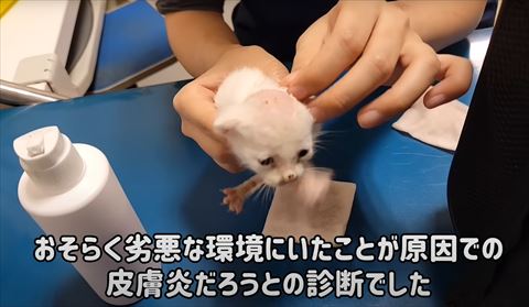 皮膚炎だろうと診断テロップ