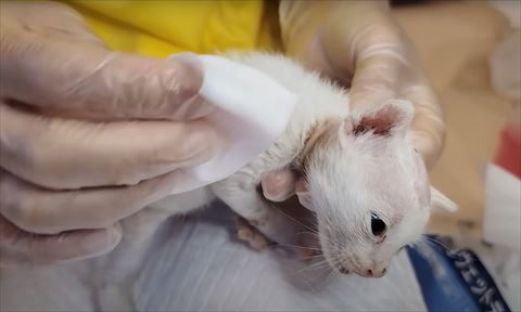 猫の消毒シーン