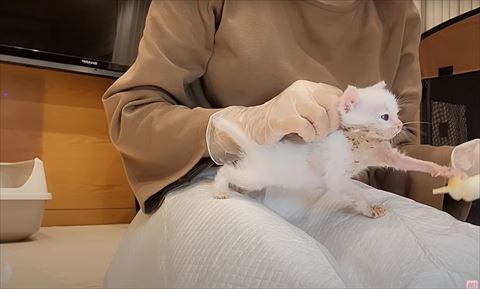 シリンジを叩く子猫