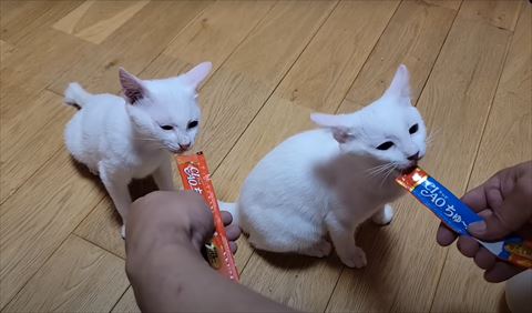 チュール食べてる2匹ノネコ