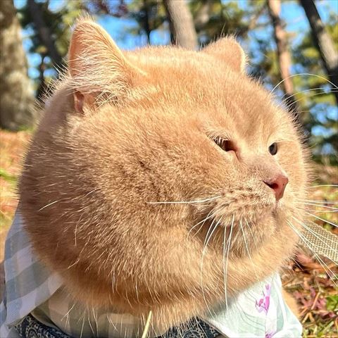 丸い猫
