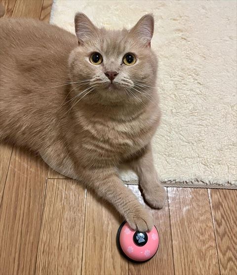 ベルに手のせてるブランくん