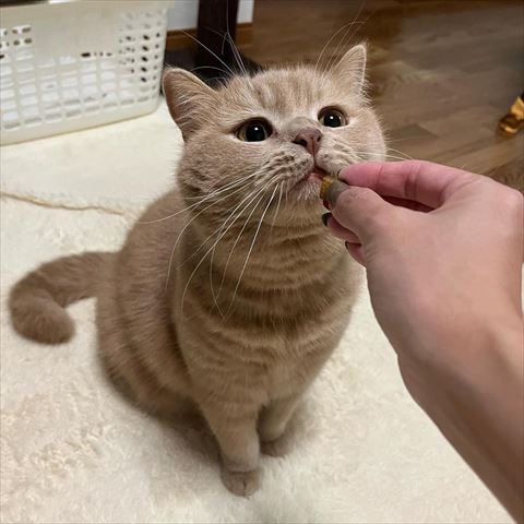 おやつの匂いかいでる猫ちゃん