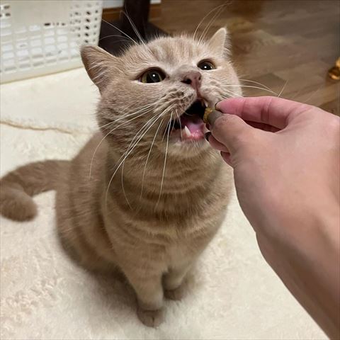 おやつ食べようとする猫ちゃん