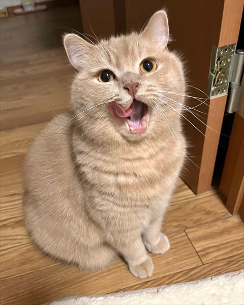 舌なめずりしてる猫ちゃん