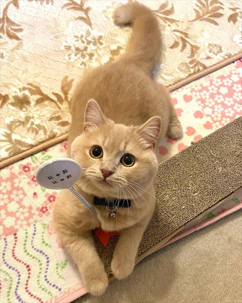 ミニ看板みたいなの持ってる子猫