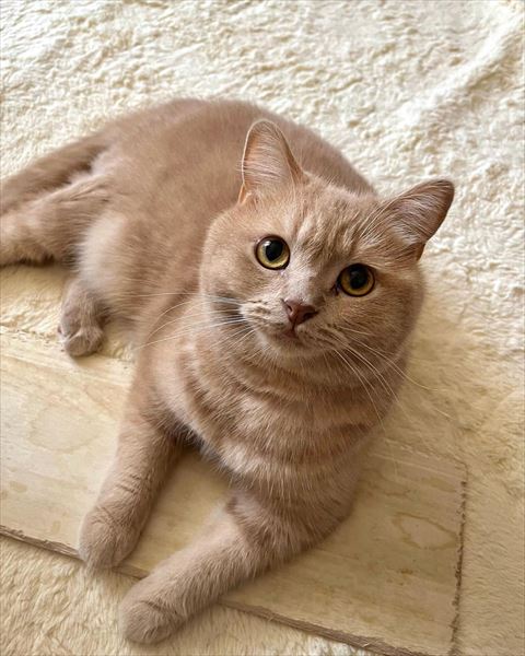 板の上に前足のせる猫ちゃん