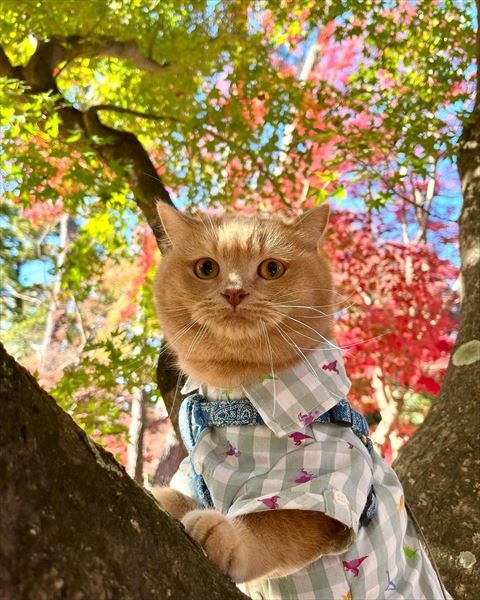 木登り猫ちゃん