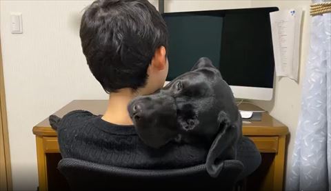 抱っこされてるワンコ瞳黒で画面左見てる