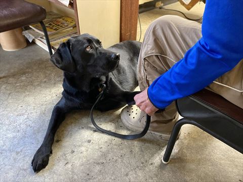 前足添えて見上げるワンコ