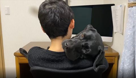 抱っこされてるワンコ瞳茶色で画面左見てる