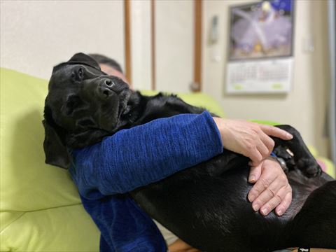 抱っこされてるわんコ横から