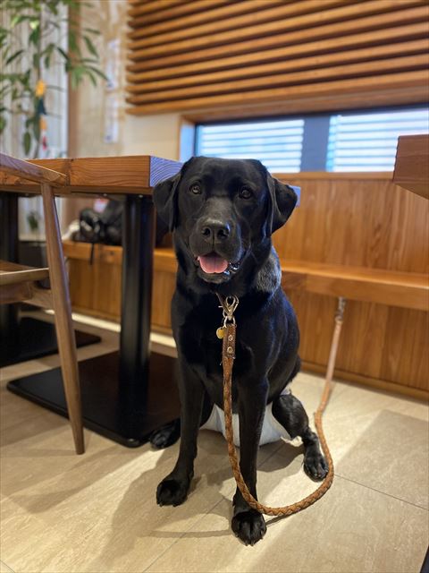 オムツはいてるワンコ