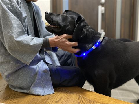 笑顔のワンコ横顔