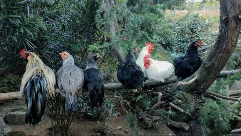 木の上に乗るニワトリさんたち