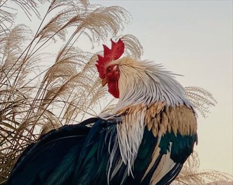 ニワトリアップトリミング