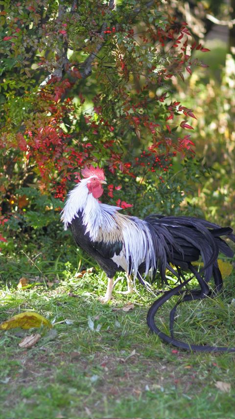 右側見てるニワトリさん