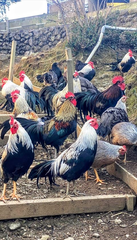 集まるニワトリさん