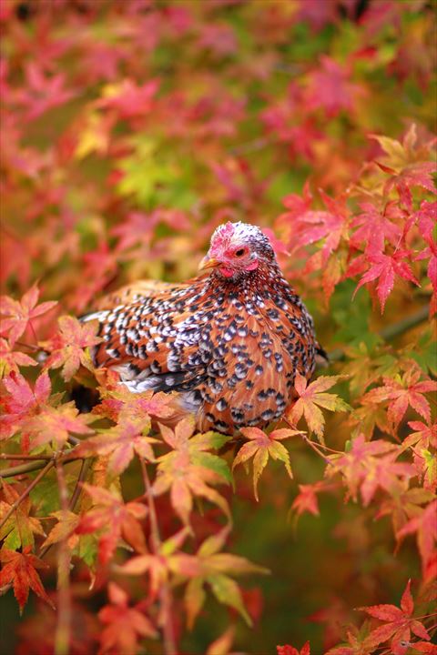 メスのニワトリもみじ